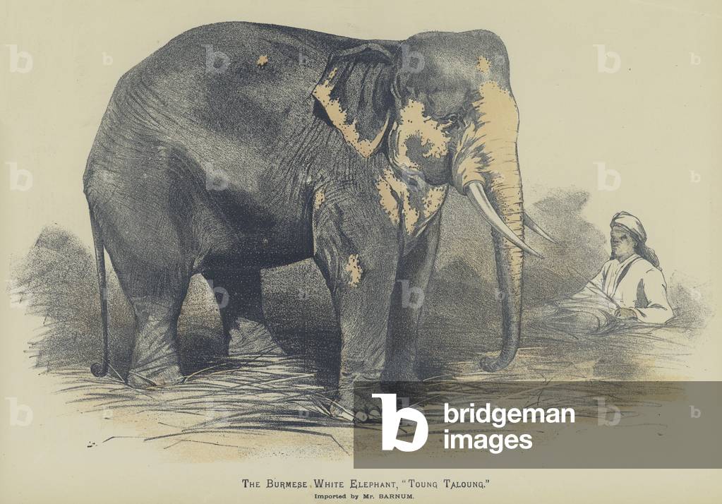The Burmese White Elephant, 