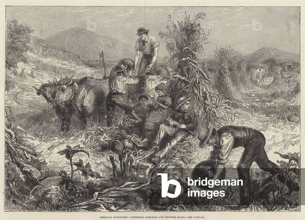 American Husbandry, gathering Pumpkins and husking Maize (engraving)