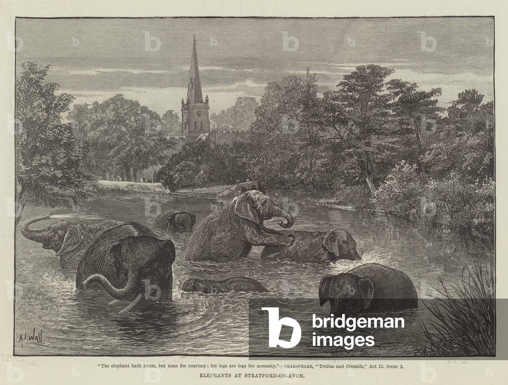 Elephants at Stratford-on-Avon (engraving)