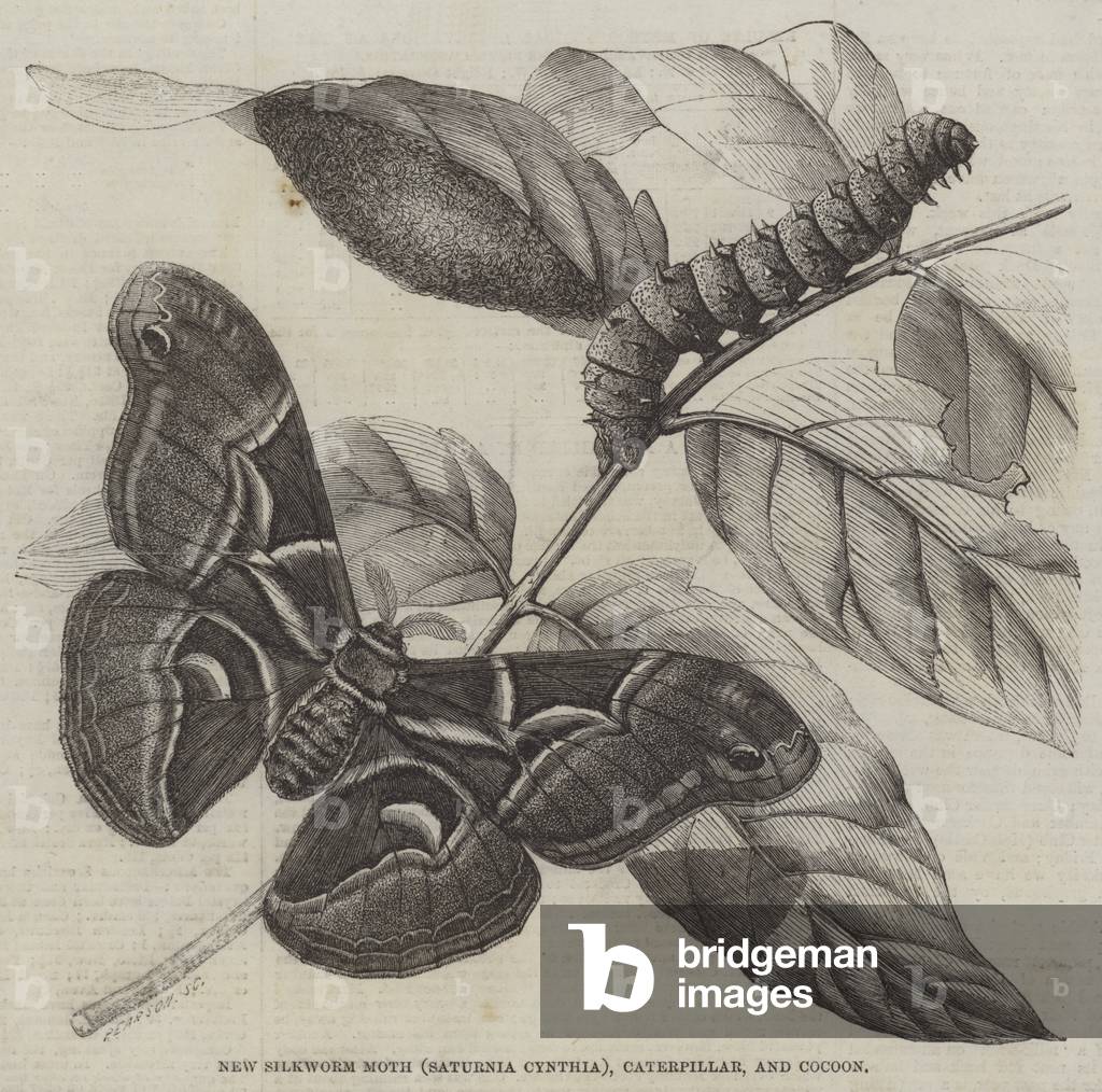 New Silkworm Moth (Saturnia Cynthia), Caterpillar, and Cocoon (engraving)