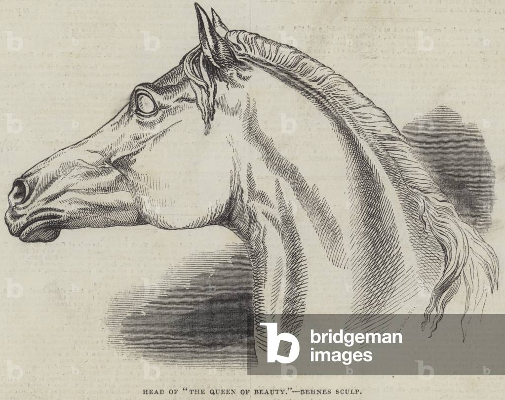 Head of 
