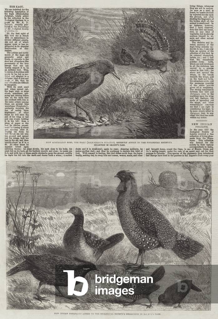 Birds added to the Collection at London Zoo (engraving)
