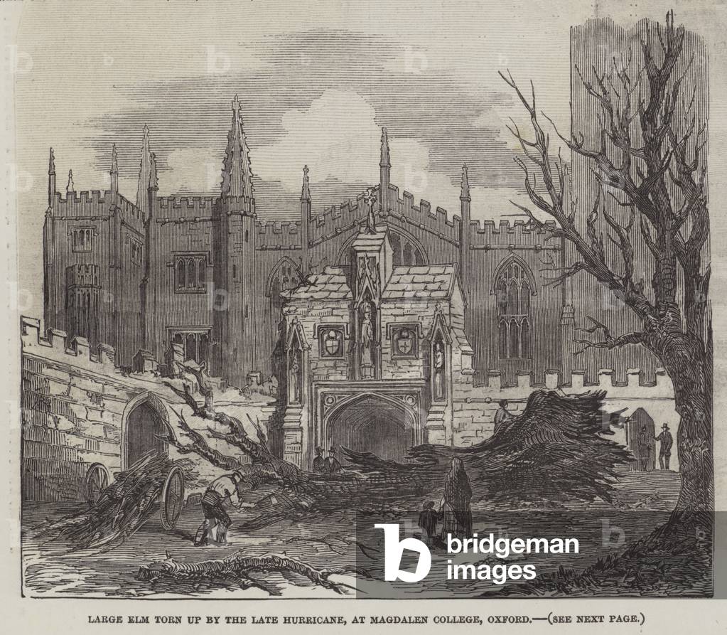 Large Elm torn up by the late Hurricane, at Magdalen College, Oxford (engraving)