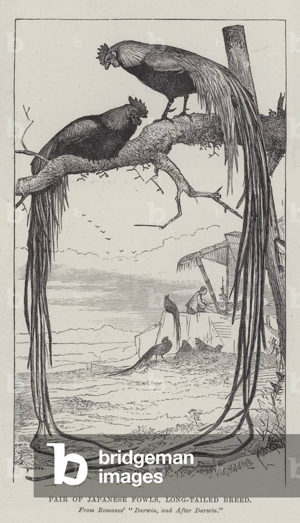 Pair of Japanese Fowls, Long-Tailed Breed (engraving)