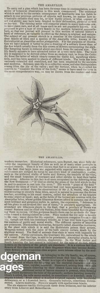 The Amaryllis (engraving)