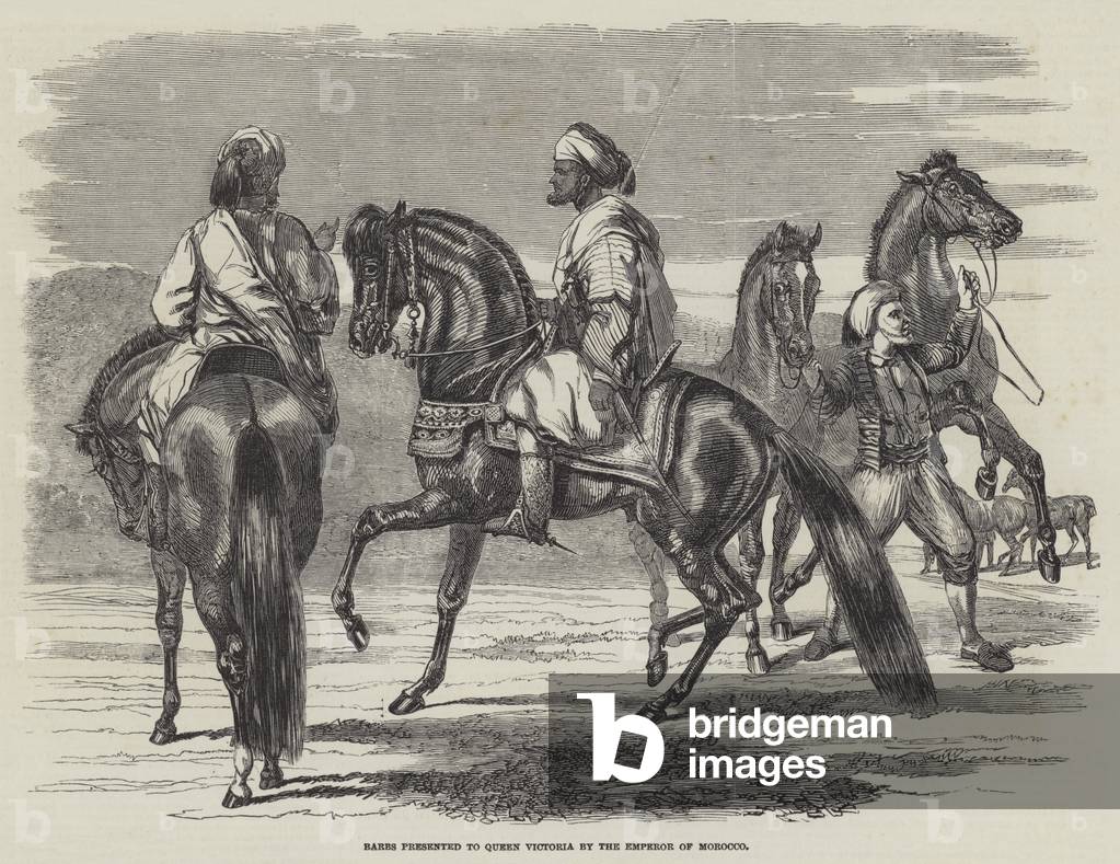 Barbs presented to Queen Victoria by the Emperor of Morocco (engraving)