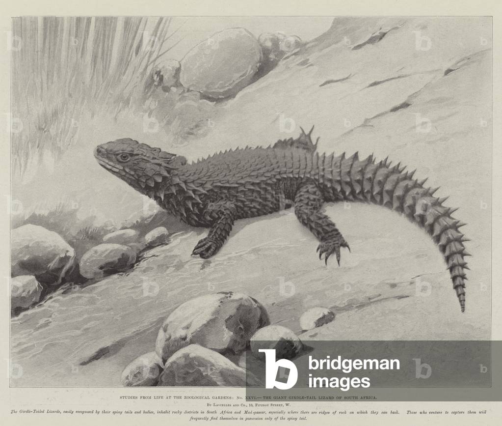 Studies from Life at the Zoological Gardens, the Giant Girdle-Tail Lizard of South Africa (litho)