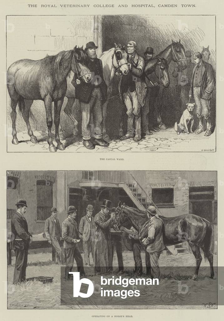 The Royal Veterinary College and Hospital, Camden Town (engraving)