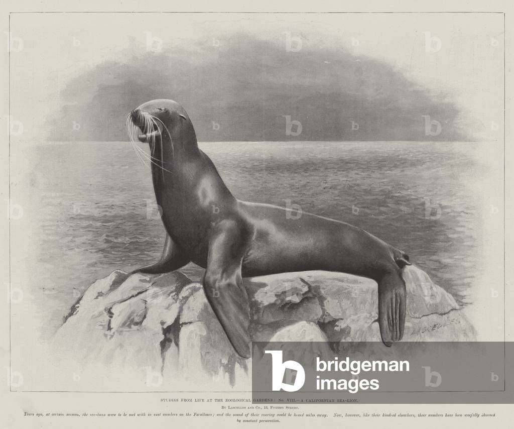 Studies from Life at the Zoological Gardens, a Californian Sea-Lion (litho)