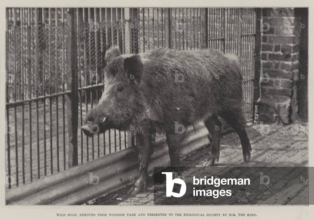 Wild Boar, removed from Windsor Park and presented to the Zoological Society by HM the King (b/w photo)