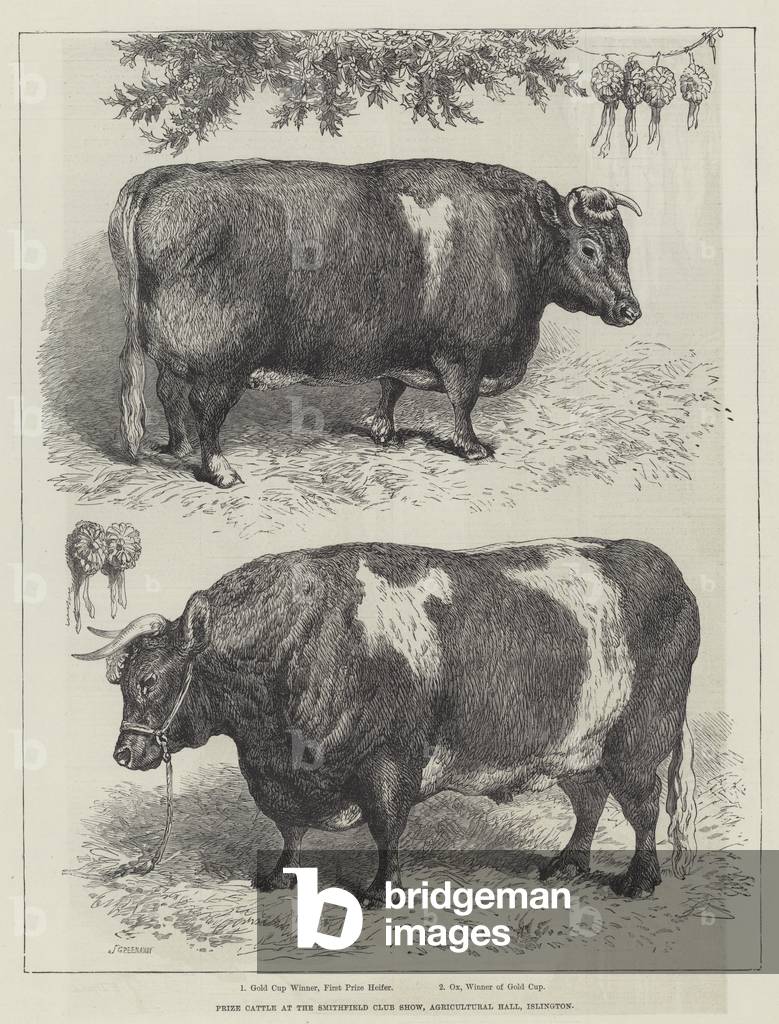 Prize Cattle at the Smithfield Club Show, Agricultural Hall, Islington (engraving)