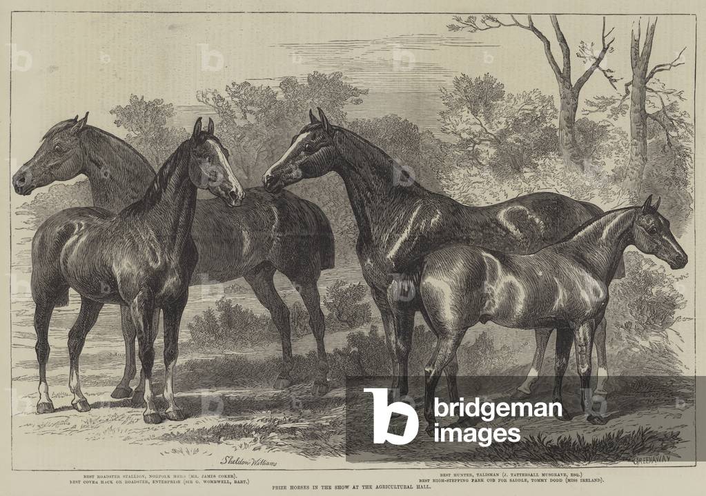 Prize Horses in the Show at the Agricultural Hall (engraving)
