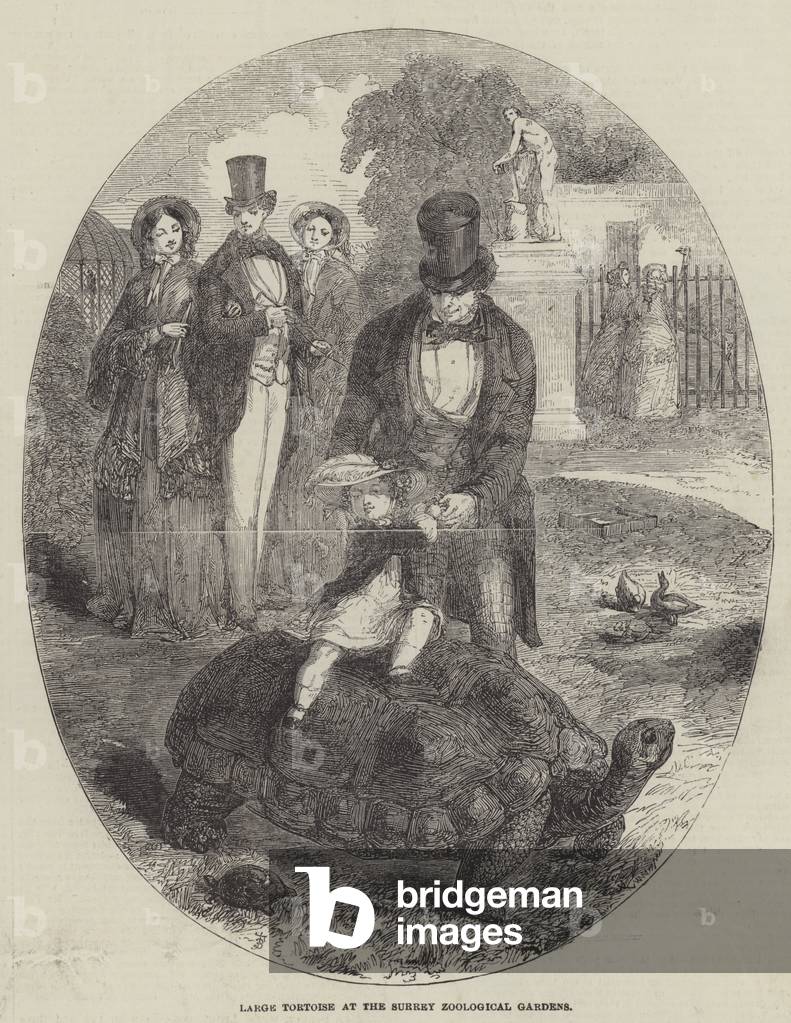 Large Tortoise at the Surrey Zoological Gardens (engraving)