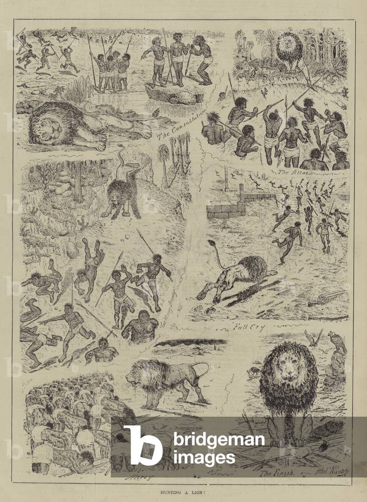 Hunting a Lion! (engraving)