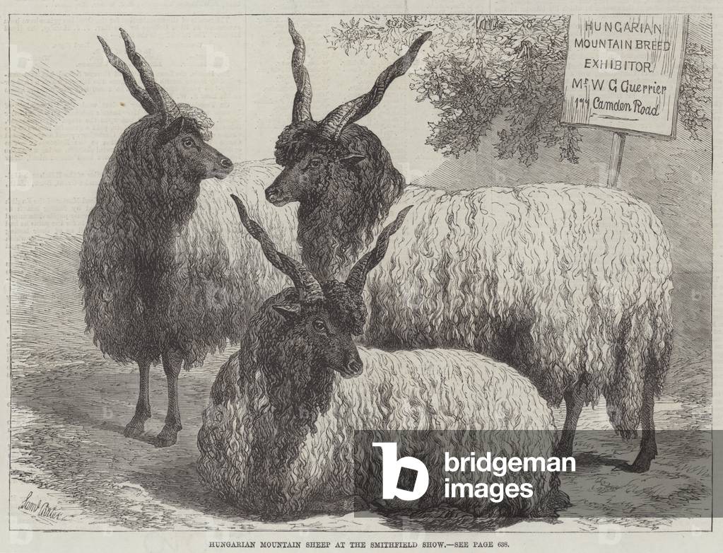 Hungarian Mountain Sheep at the Smithfield Show (engraving)