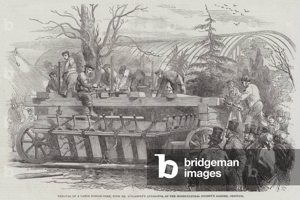 Removal of a Large Poplar-Tree, with Mr M'Glashen's Apparatus, at the Horticultural Society's Garden, Chiswick (engraving)
