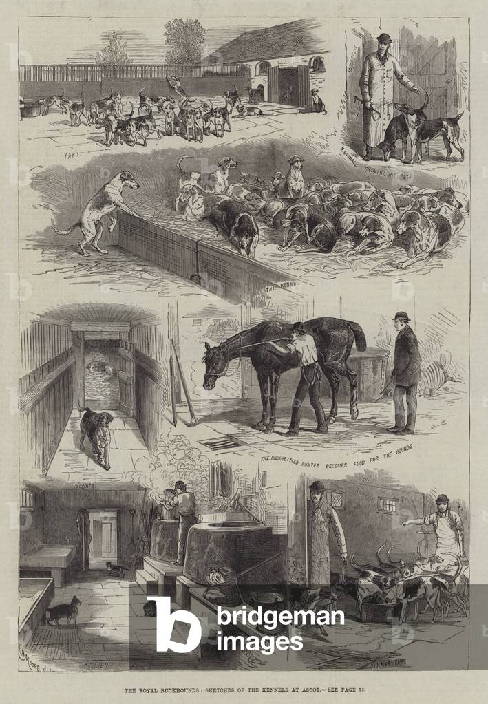 The Royal Buokhounds, Sketches of the Kennels at Ascot (engraving)