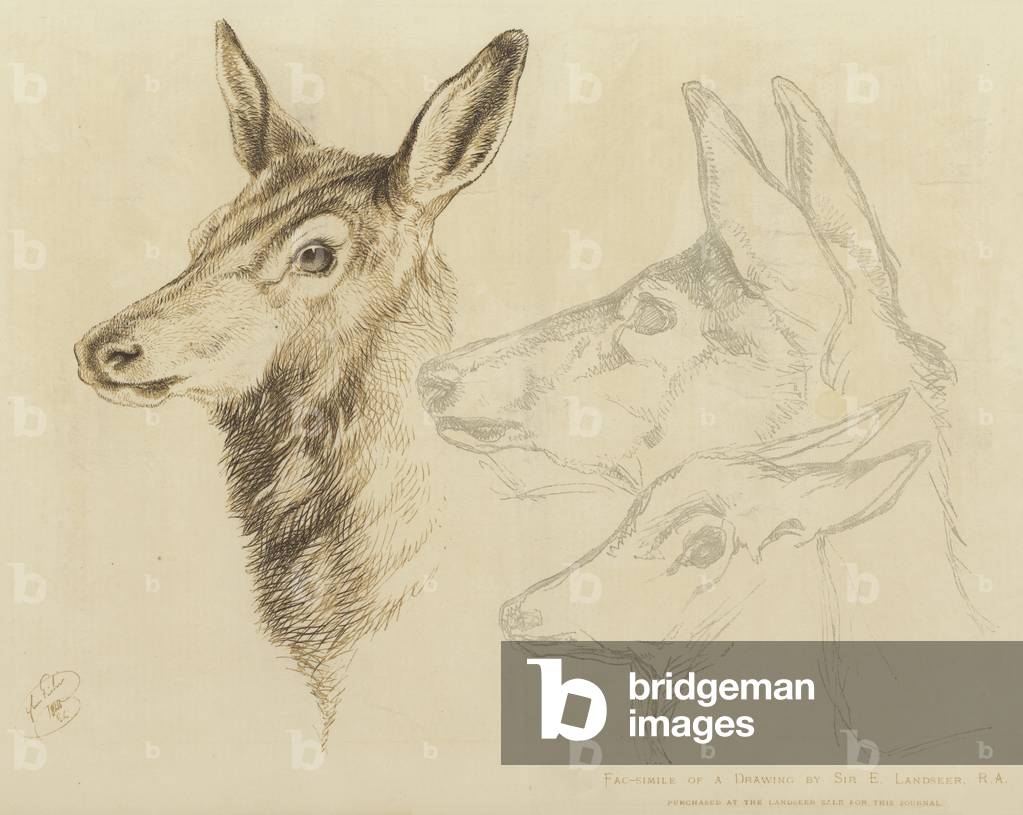 Fac-simile of a Drawing by Sir E Landseer, RA (colour litho)