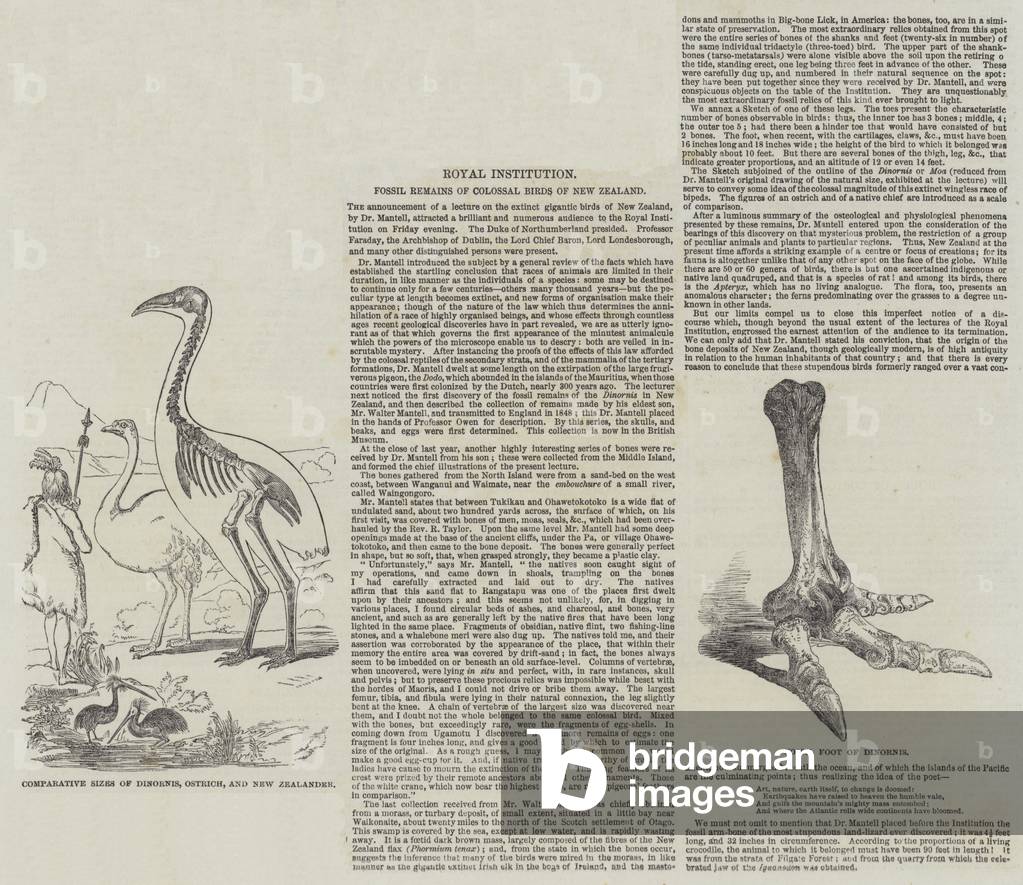 Fossil Remains of Colossal Birds of New Zealand (engraving)