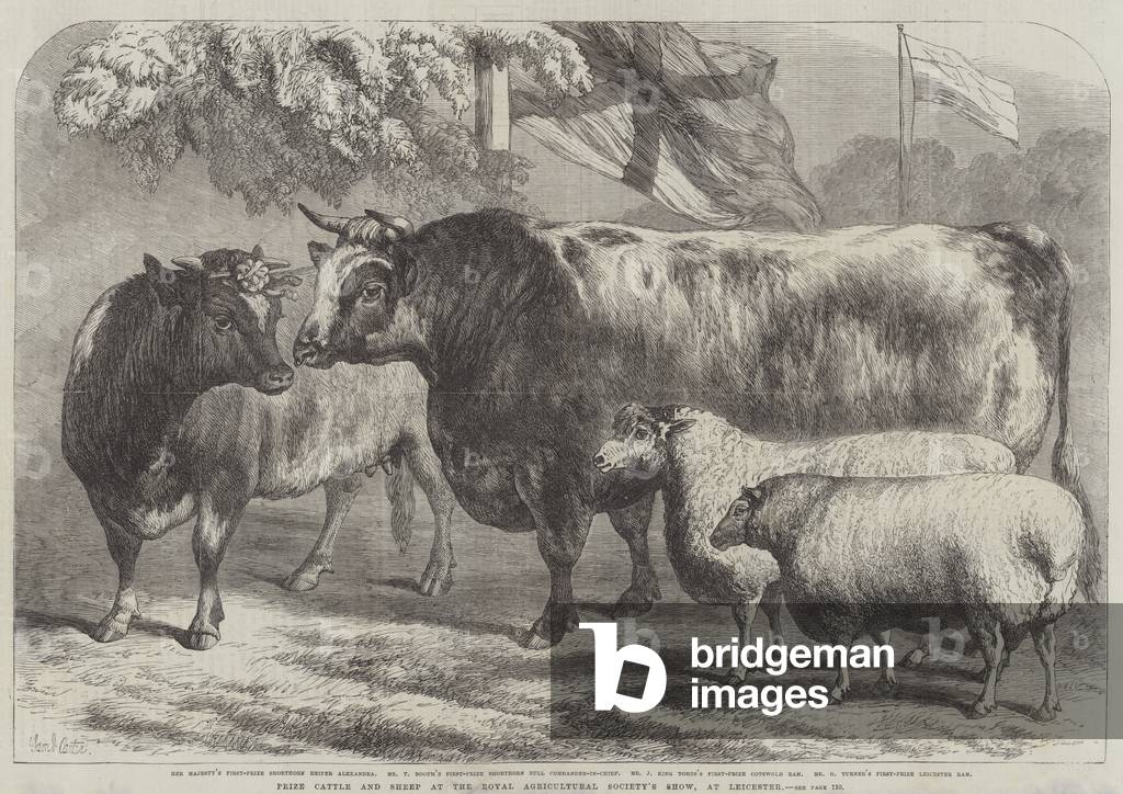 Prize Cattle and Sheep at the Royal Agricultural Society's Show, at Leicester (engraving)