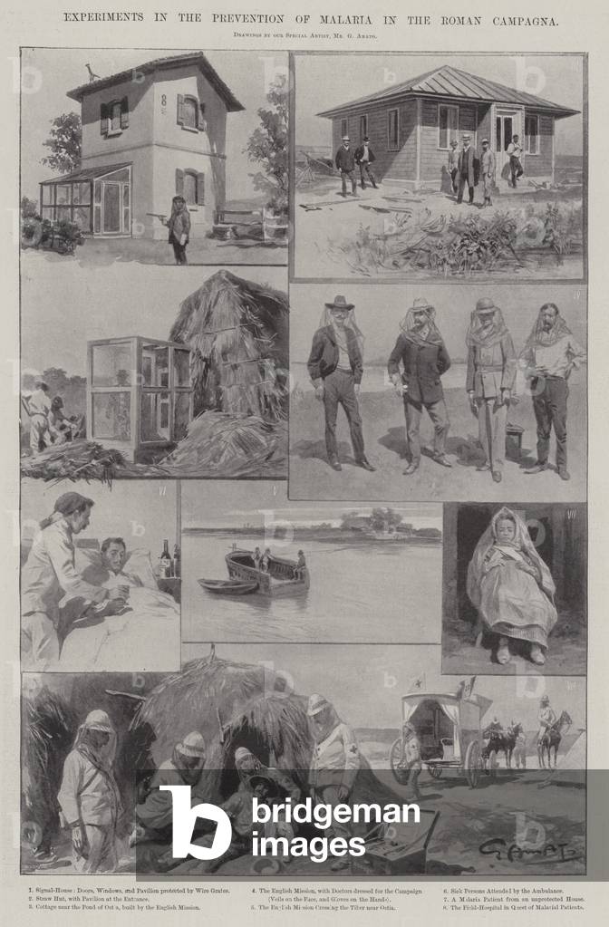 Experiments in the Prevention of Malaria in the Roman Campaign (engraving)