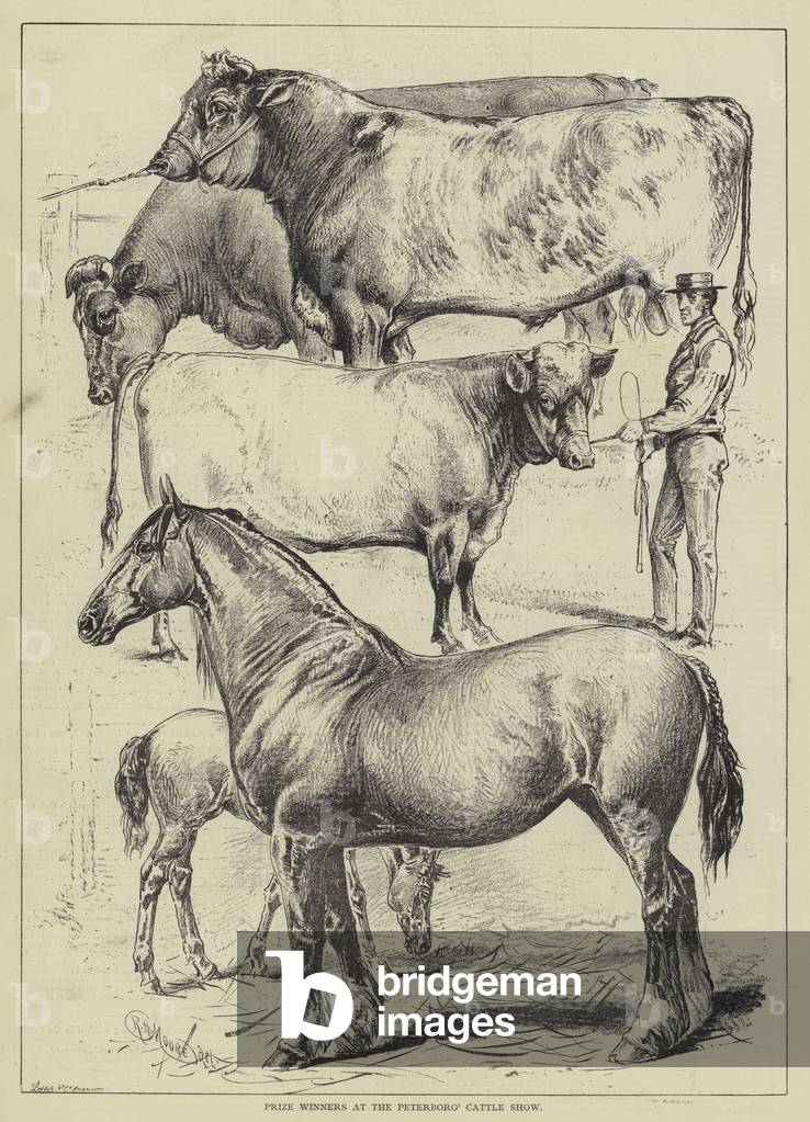 Prize Winners at the Peterborough Cattle Show (engraving)