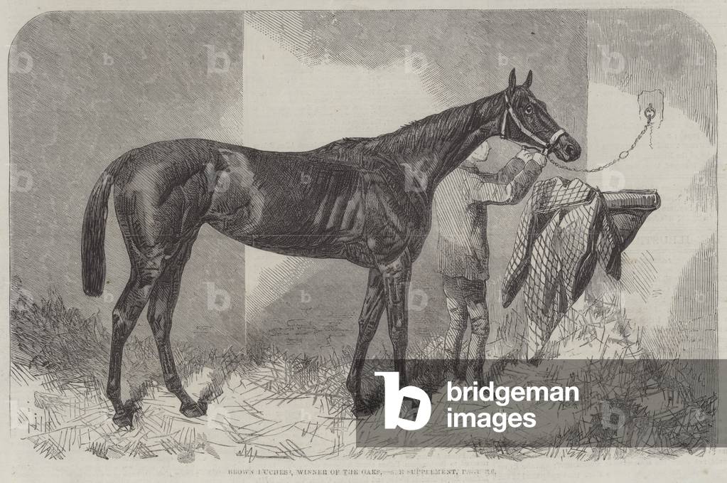 Brown Duchess, Winner of the Oaks (engraving)