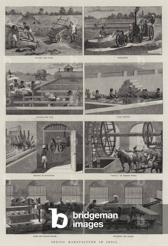 Indigo Manufacture in India (engraving)