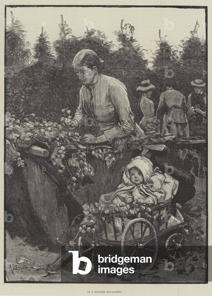 In a Kentish Hop-Garden (engraving)
