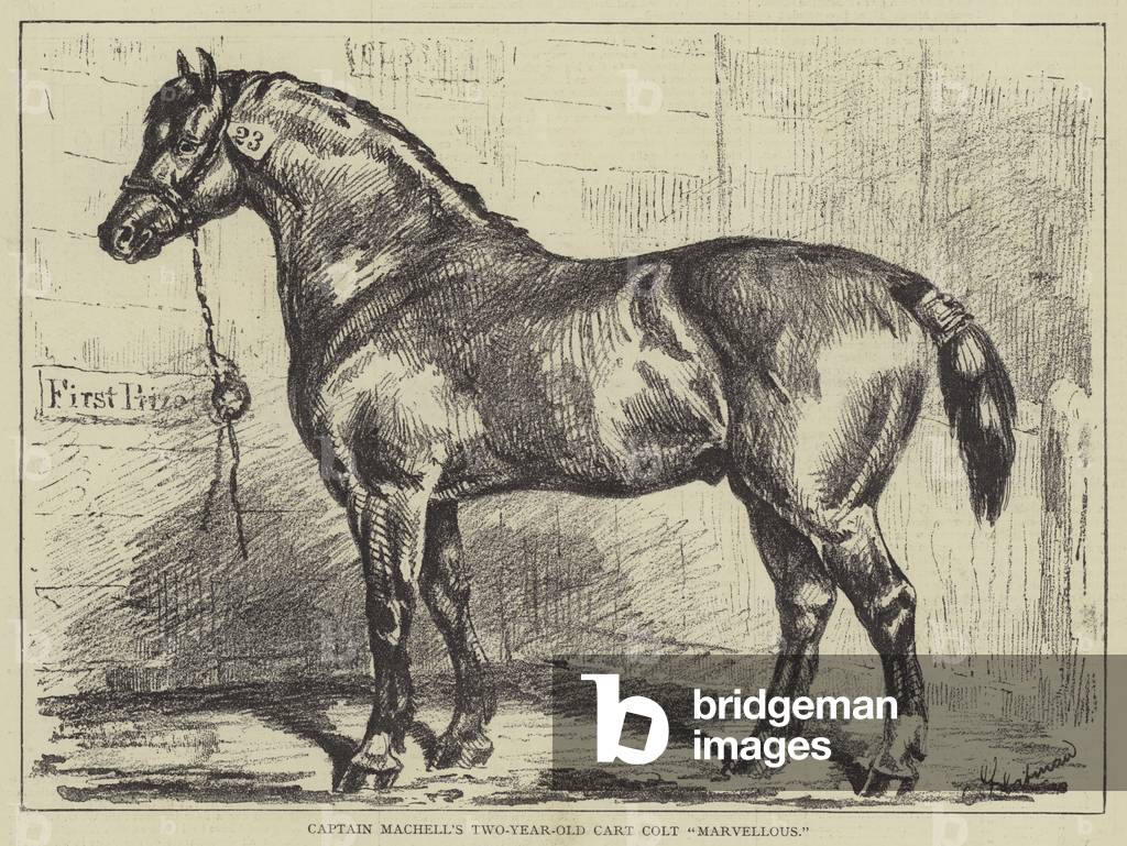 Captain Machell's Two-Year-Old Cart Colt 