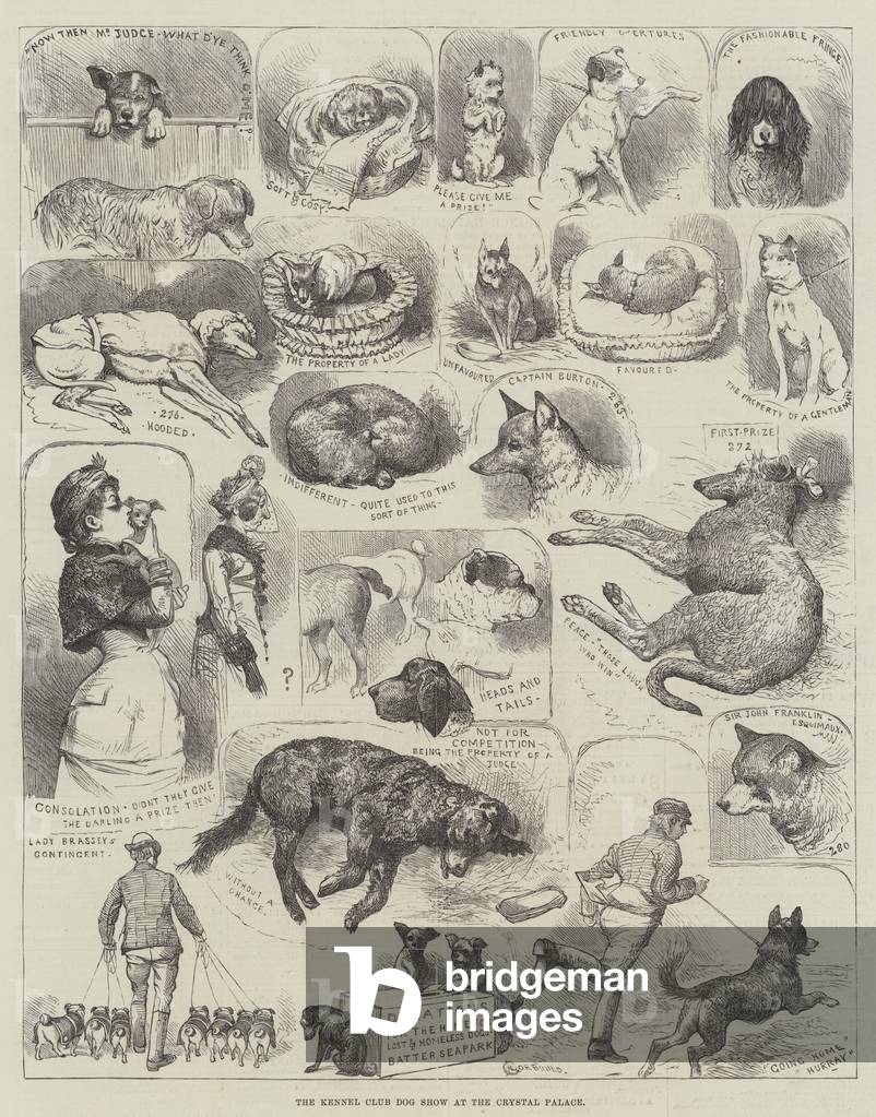 The Kennel Club Dog Show at the Crystal Palace (engraving)