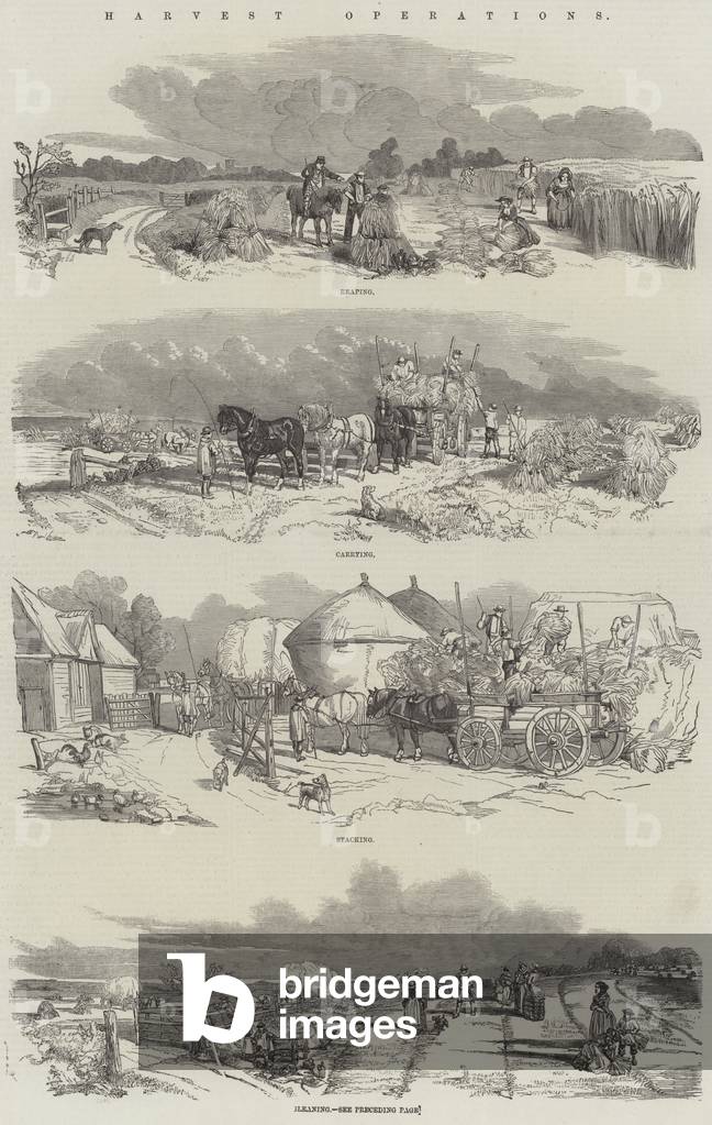 Harvest Operations (engraving)