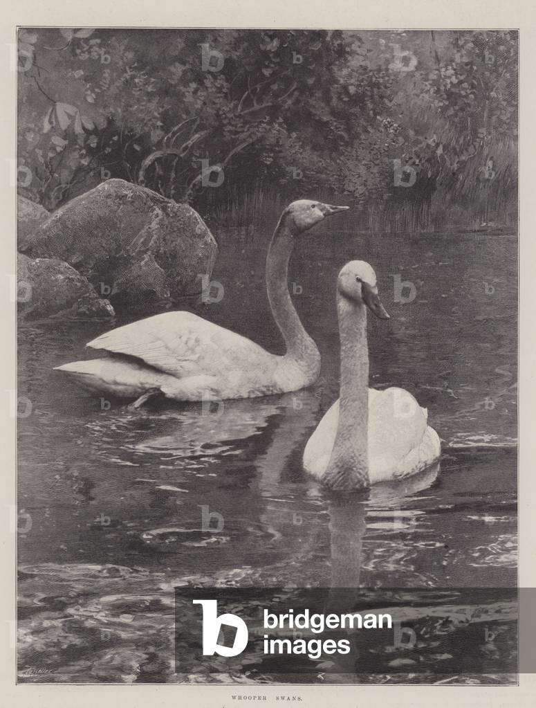 Whooper Swans (litho)