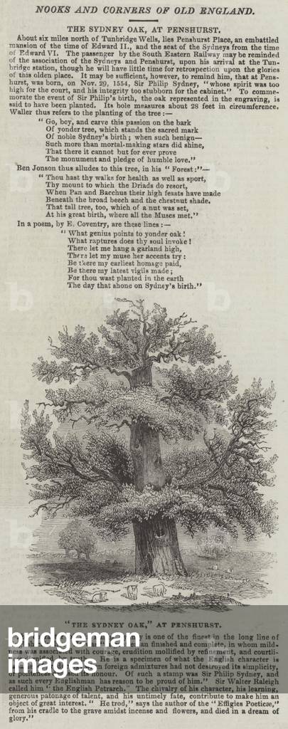 The Sydney Oak, at Penshurst (engraving)
