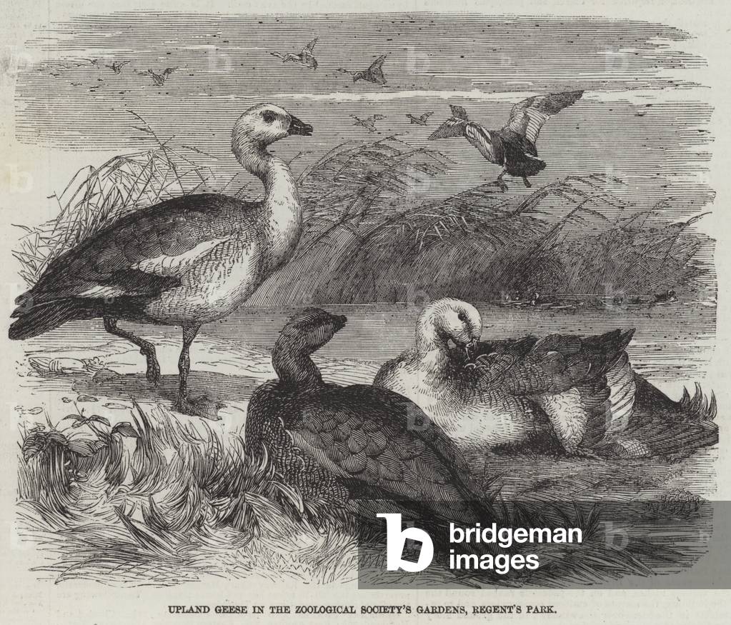 Upland Geese in the Zoological Society's Gardens, Regent's Park (engraving)