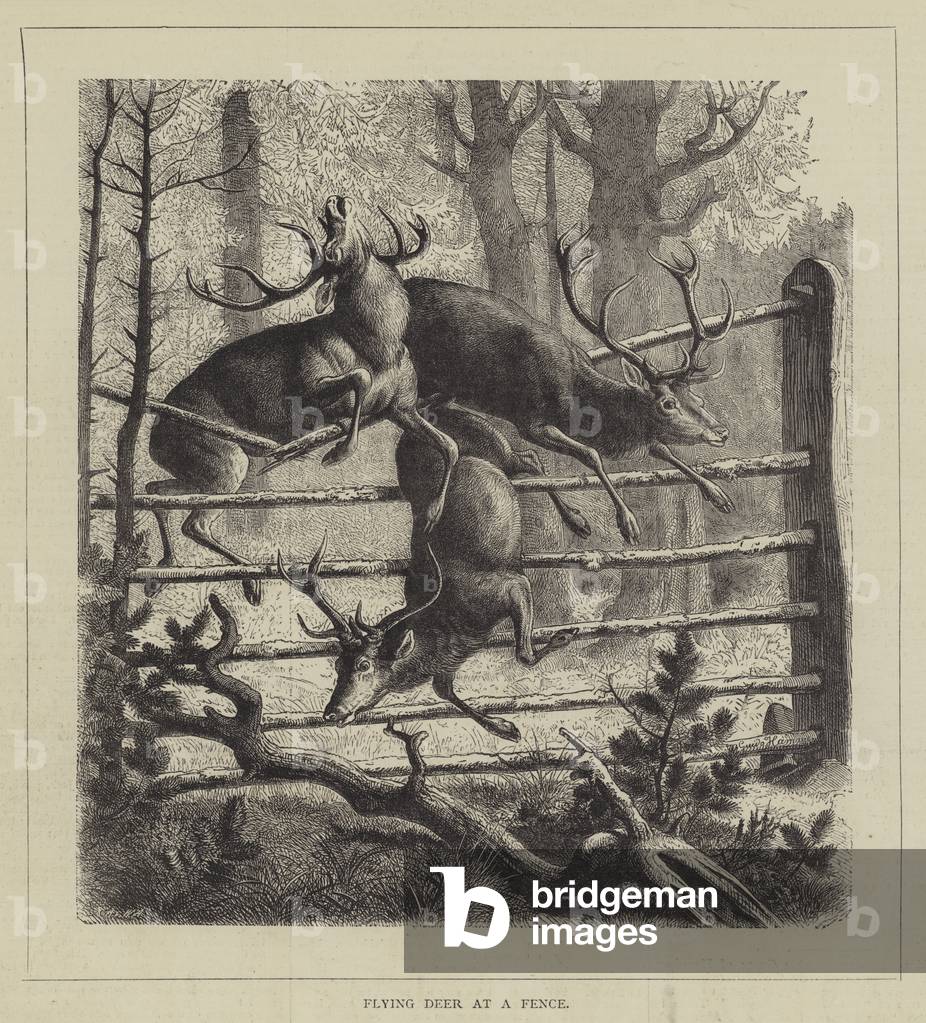 Flying Deer at a Fence (engraving)