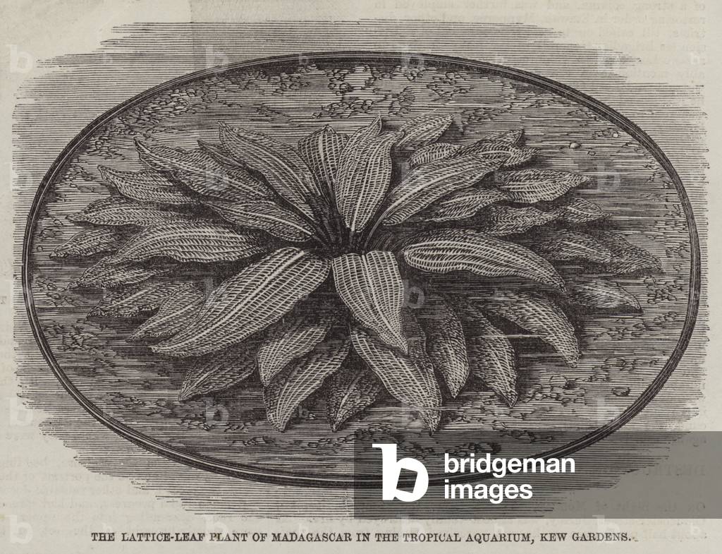 The Lattice-Leaf Plant of Madagascar in the Tropical Aquarium, Kew Gardens (engraving)