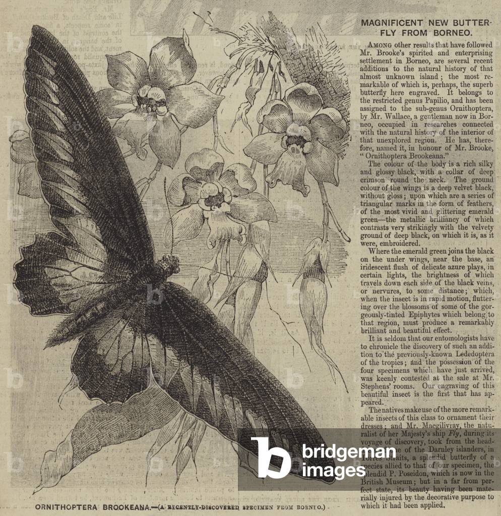 Ornithoptera Brookeana (engraving)