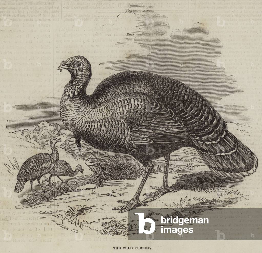 The Wild Turkey (engraving)