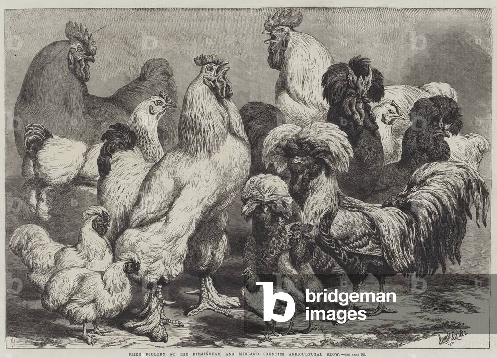 Prize Poultry at the Birmingham and Midland Counties Agricultural Show (engraving)