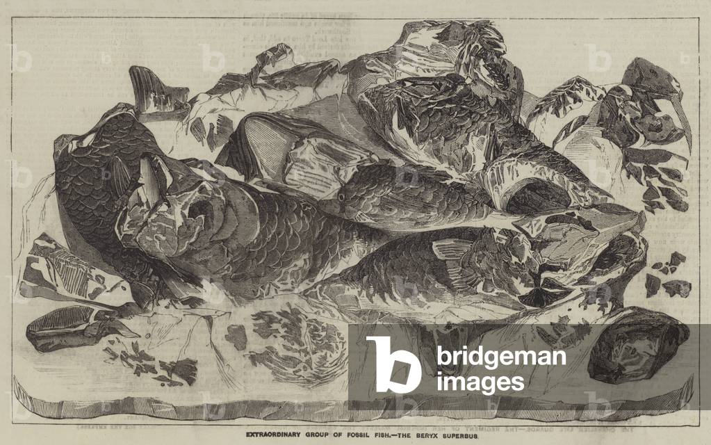 Extraordinary Group of Fossil Fish, the Beryx Superbus (engraving)