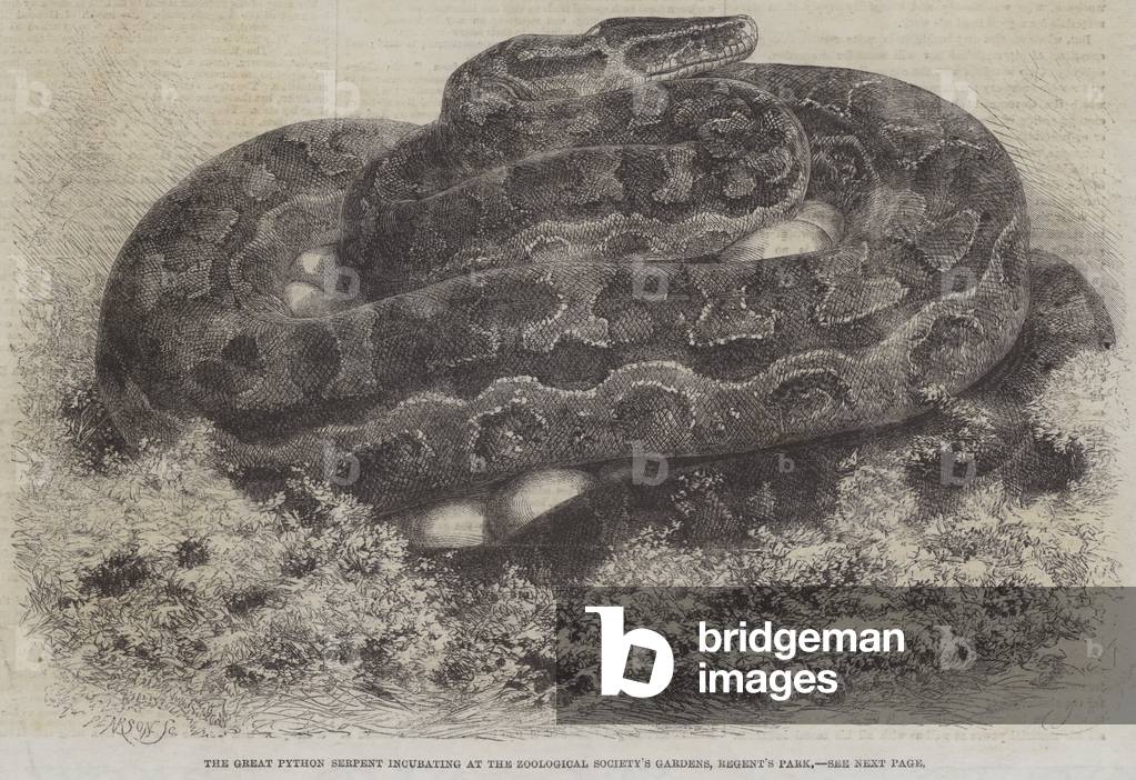 The Great Python Serpent incubating at the Zoological Society's Gardens, Regent's Park (engraving)