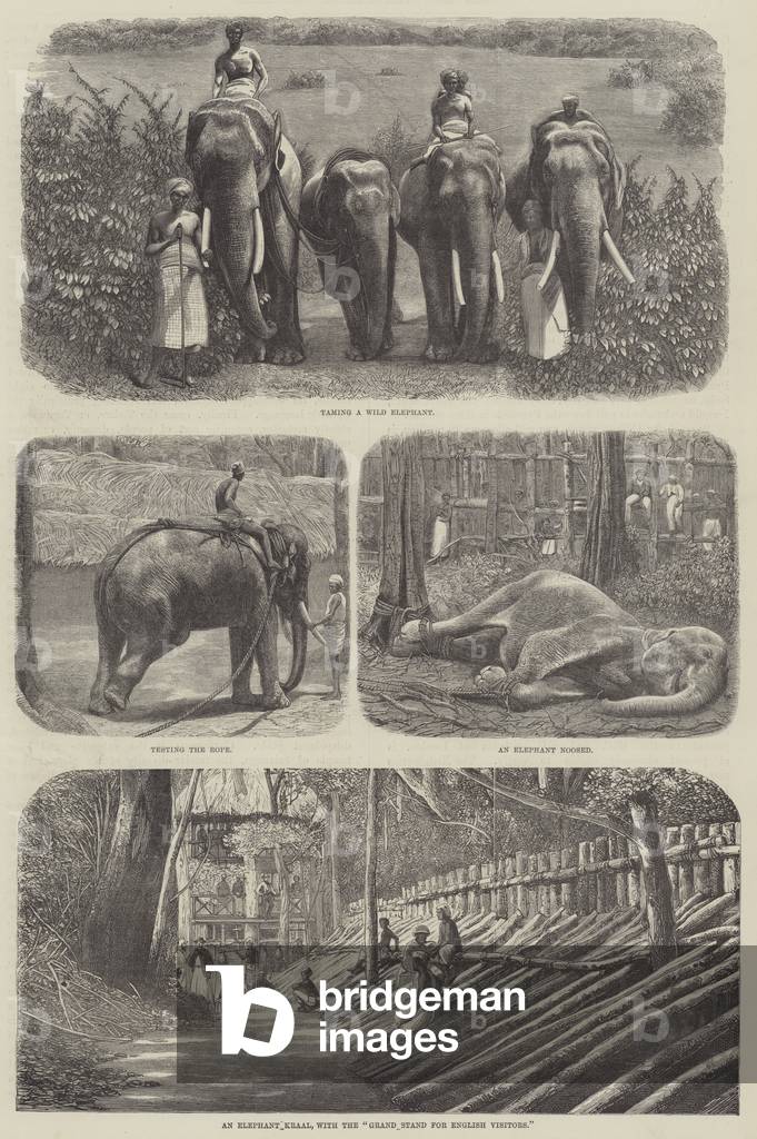 Elephants in India (engraving)