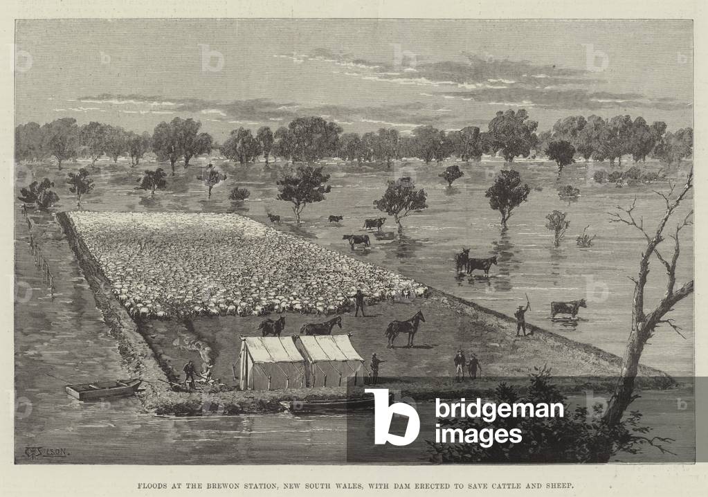 Floods at the Brewon Station, New South Wales, with Dam erected to save Cattle and Sheep (engraving)