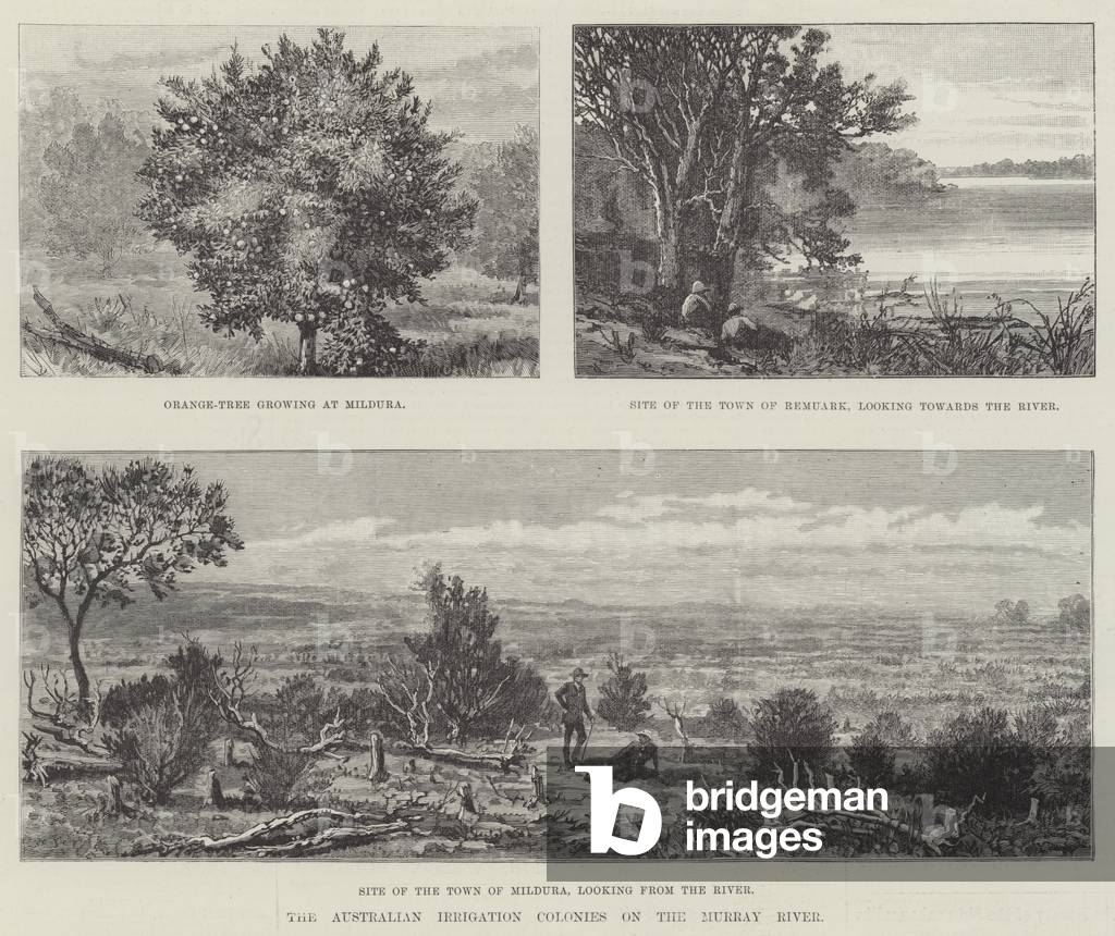 The Australian Irrigation Colonies on the Murray River (engraving)