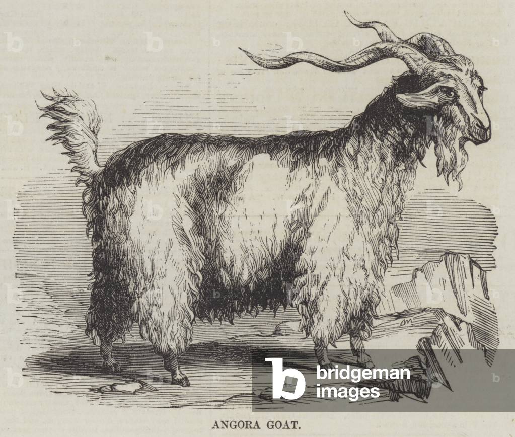 Angora Goat (engraving)