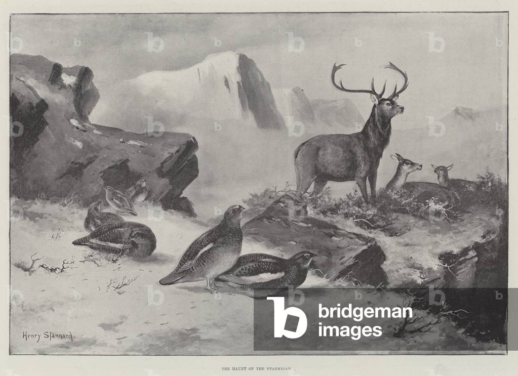 The Haunt of the Ptarmigan (engraving)