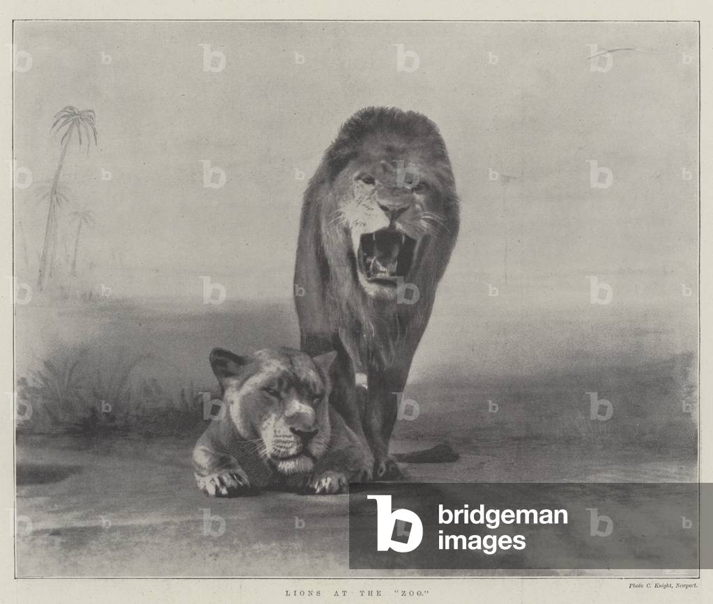Lions at the 