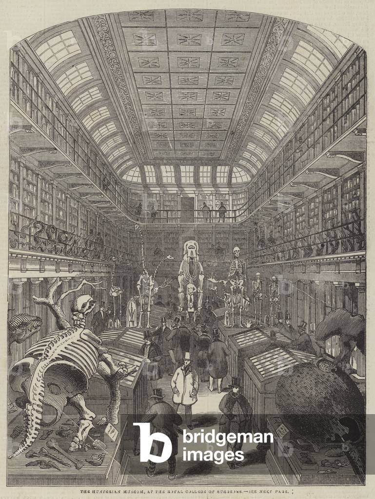 The Hunterian Museum, at the Royal College of Surgeons (engraving)