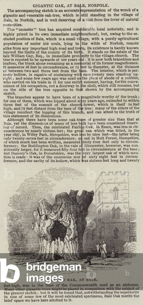 Gigantic Oak, at Bale, Norfolk (engraving)